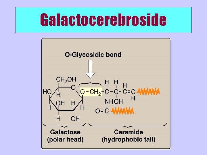 Galactocerebroside 