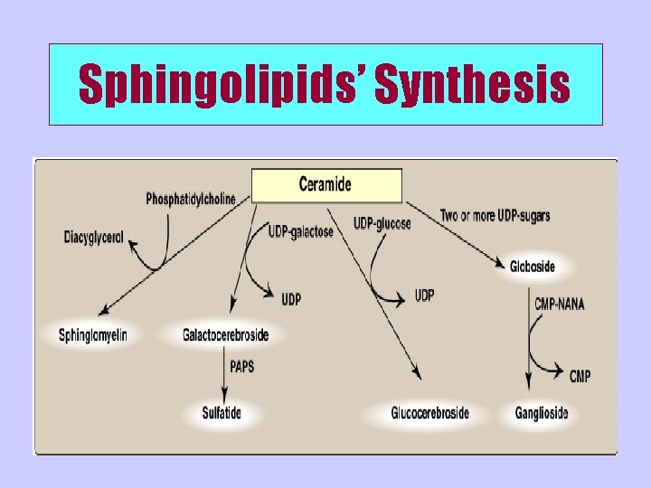 Sphingolipids’ Synthesis 
