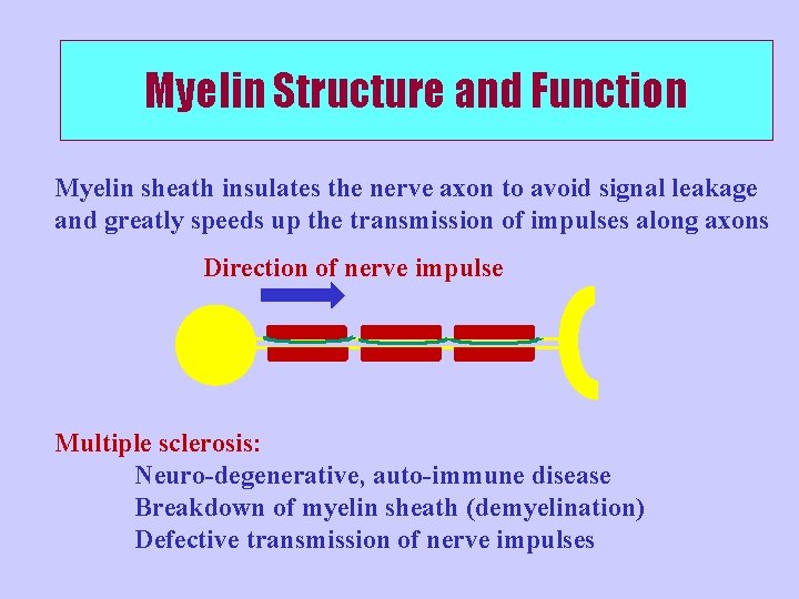 Myelin Structure and Function Myelin sheath insulates the nerve axon to avoid signal leakage