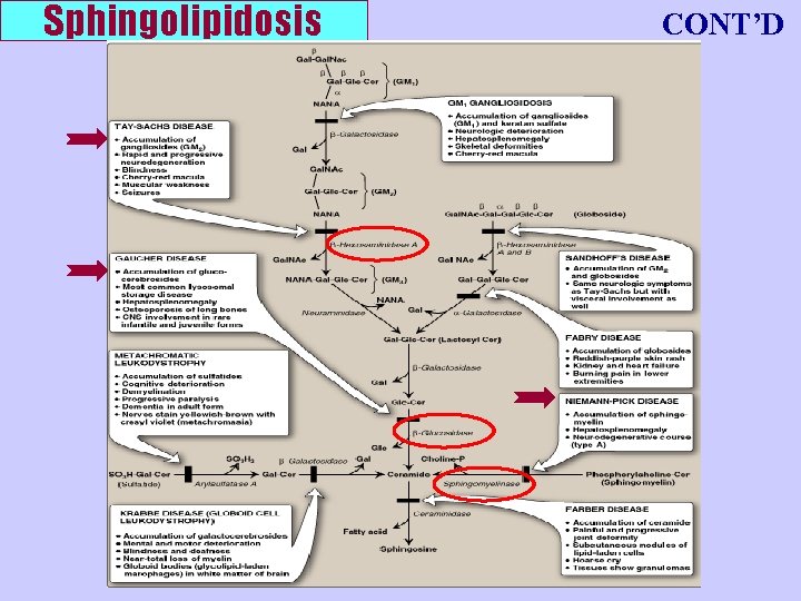 Sphingolipidosis CONT’D 