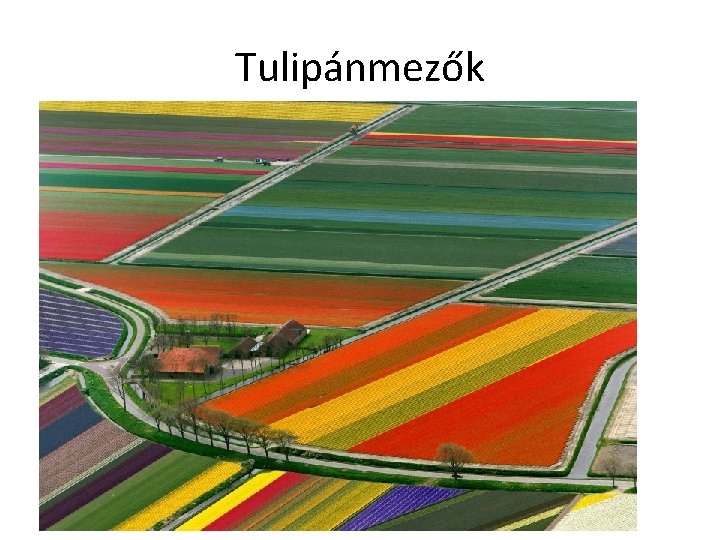 Tulipánmezők 