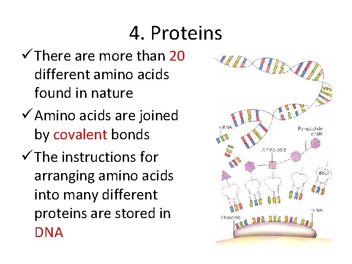 4. Proteins ü There are more than 20 different amino acids found in nature