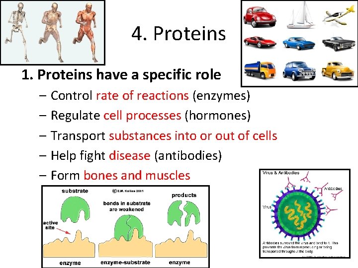 4. Proteins 1. Proteins have a specific role – Control rate of reactions (enzymes)