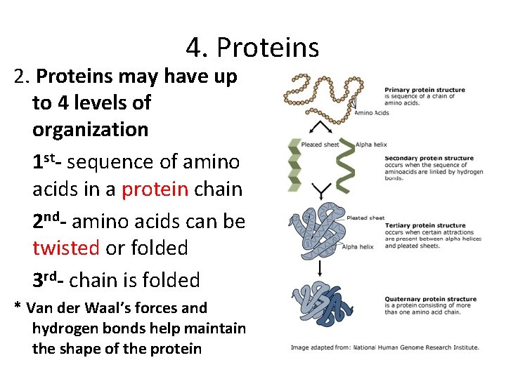 4. Proteins 2. Proteins may have up to 4 levels of organization 1 st-