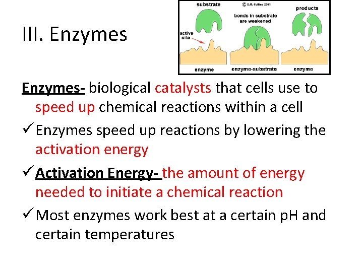 III. Enzymes- biological catalysts that cells use to speed up chemical reactions within a