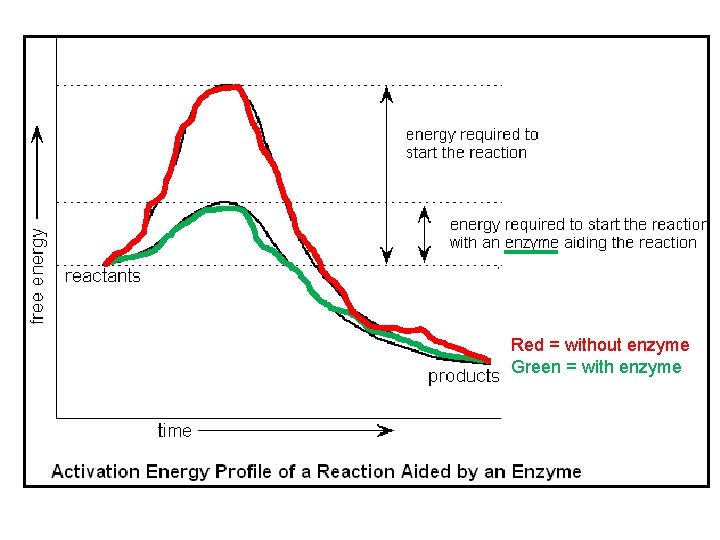 Red = without enzyme Green = with enzyme 