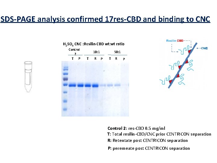 SDS-PAGE analysis confirmed 17 res-CBD and binding to CNC H 2 SO 4 CNC
