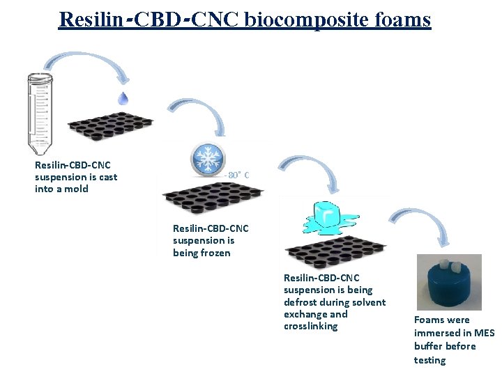 Resilin-CBD-CNC biocomposite foams Resilin-CBD-CNC suspension is cast into a mold -80 C Resilin-CBD-CNC suspension