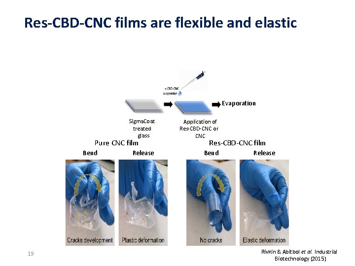 Res-CBD-CNC films are flexible and elastic Evaporation Sigma. Coat treated glass Application of Res-CBD-CNC