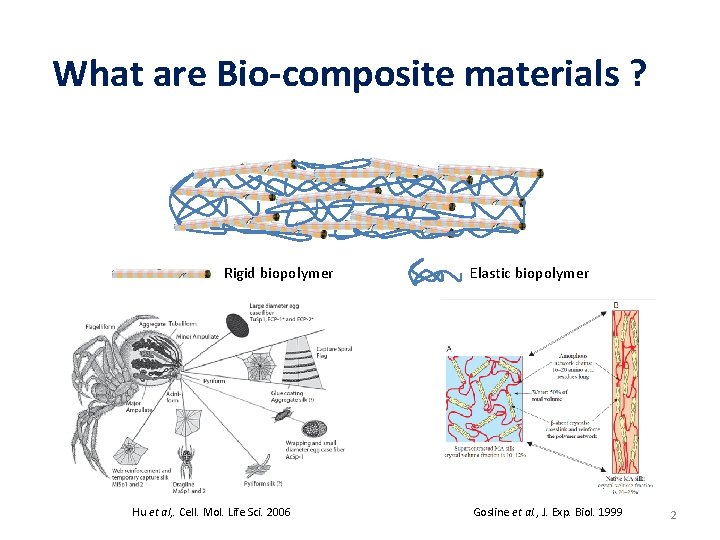 What are Bio-composite materials ? Rigid biopolymer Hu et al, . Cell. Mol. Life