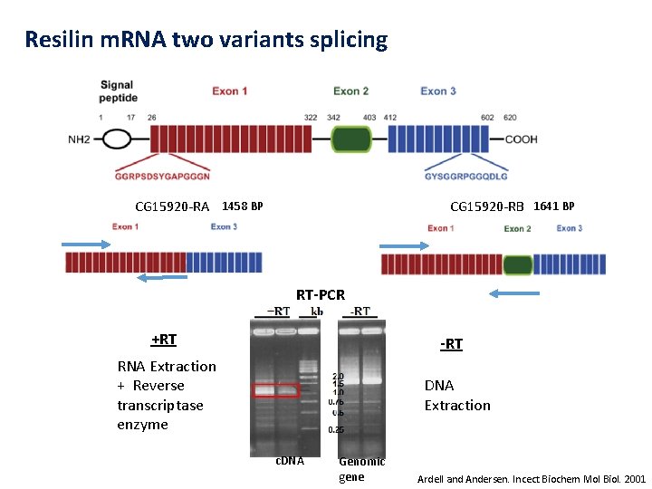 Resilin m. RNA two variants splicing CG 15920 -RA 1458 BP CG 15920 -RB