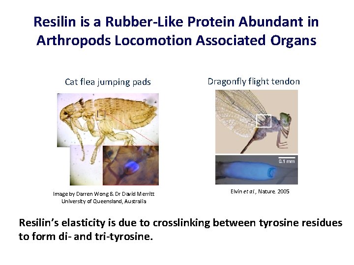 Resilin is a Rubber-Like Protein Abundant in Arthropods Locomotion Associated Organs Cat flea jumping