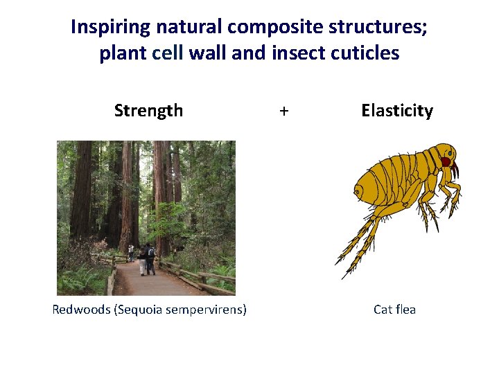 Inspiring natural composite structures; plant cell wall and insect cuticles Strength Redwoods (Sequoia sempervirens)