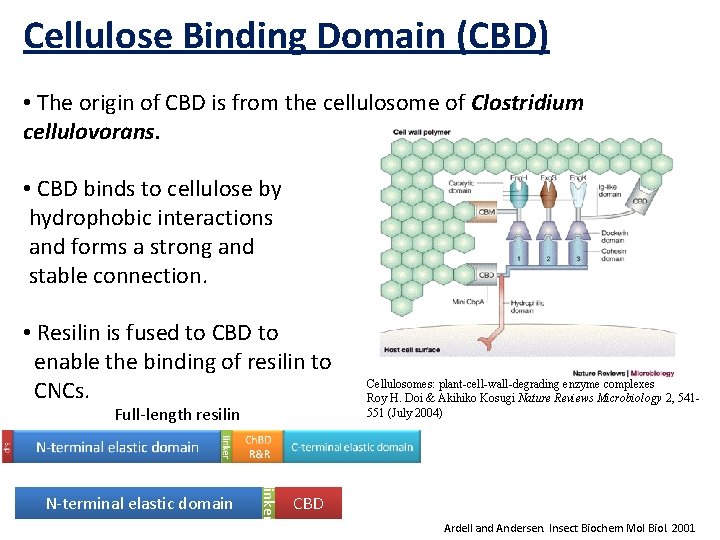 Cellulose Binding Domain (CBD) • The origin of CBD is from the cellulosome of
