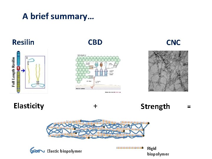 A brief summary… Resilin CBD Elasticity + Elastic biopolymer CNC Strength Rigid biopolymer =