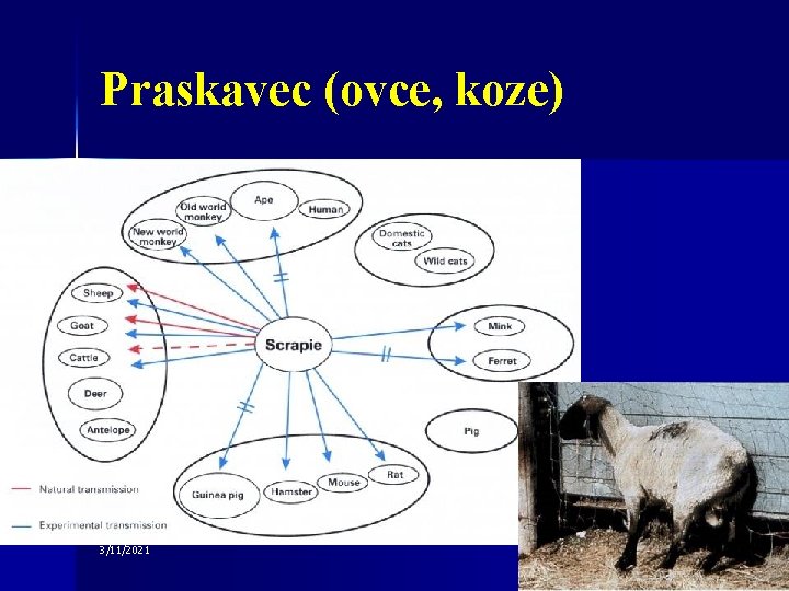 Praskavec (ovce, koze) 3/11/2021 