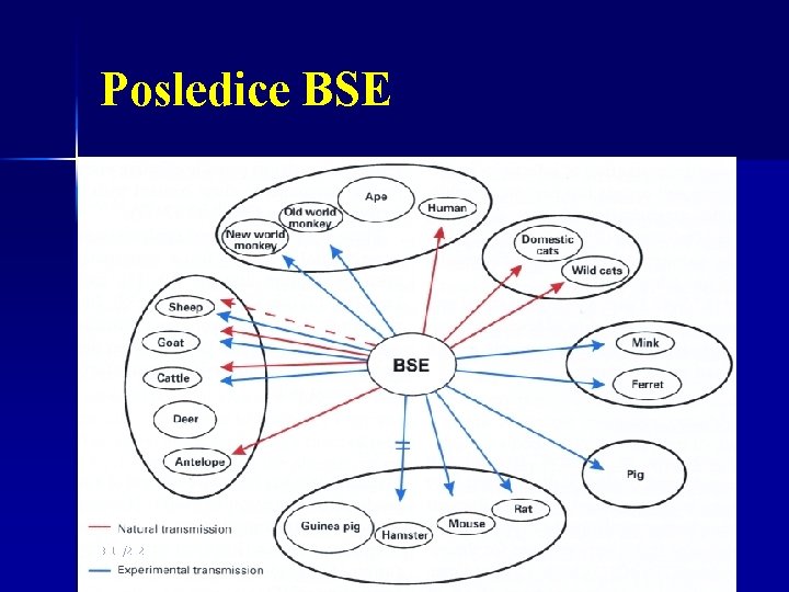 Posledice BSE 3/11/2021 