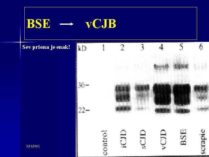 BSE Sev priona je enak! 3/11/2021 v. CJB 