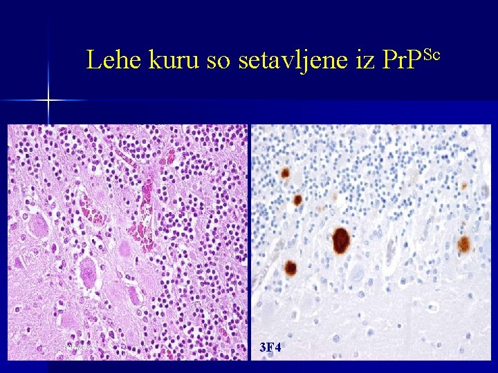 Lehe kuru so setavljene iz Pr. PSc 3/11/2021 3 F 4 