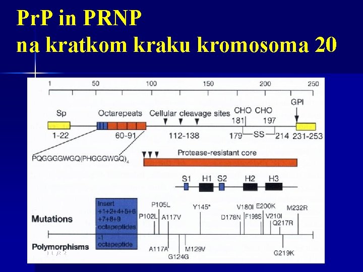Pr. P in PRNP na kratkom kraku kromosoma 20 3/11/2021 