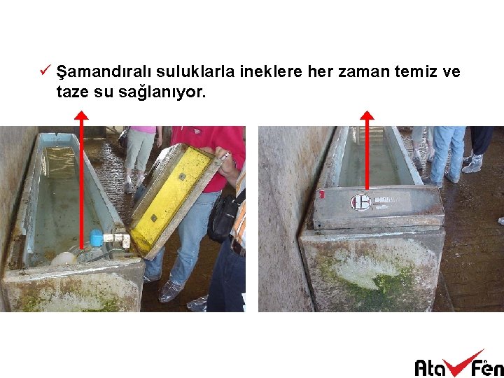 ü Şamandıralı suluklarla ineklere her zaman temiz ve taze su sağlanıyor. 