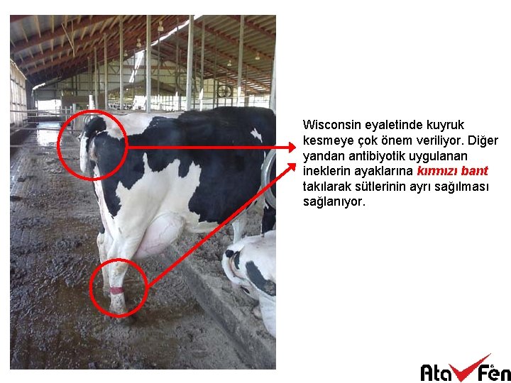 Wisconsin eyaletinde kuyruk kesmeye çok önem veriliyor. Diğer yandan antibiyotik uygulanan ineklerin ayaklarına kırmızı