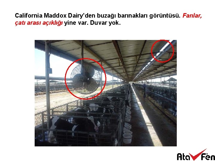 California Maddox Dairy’den buzağı barınakları görüntüsü. Fanlar, çatı arası açıklığı yine var. Duvar yok.