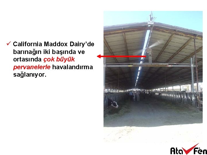 ü California Maddox Dairy’de barınağın iki başında ve ortasında çok büyük pervanelerle havalandırma sağlanıyor.