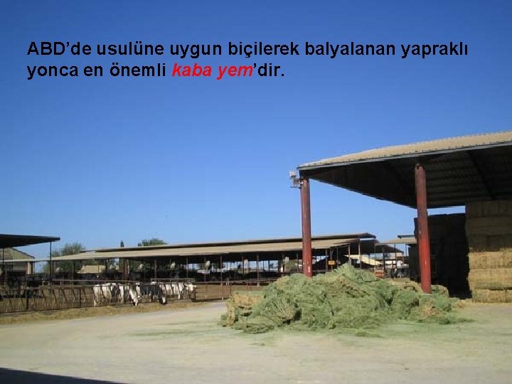 ABD’de usulüne uygun biçilerek balyalanan yapraklı yonca en önemli kaba yem’dir. 