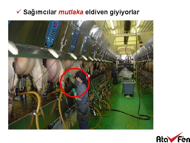 ü Sağımcılar mutlaka eldiven giyiyorlar 