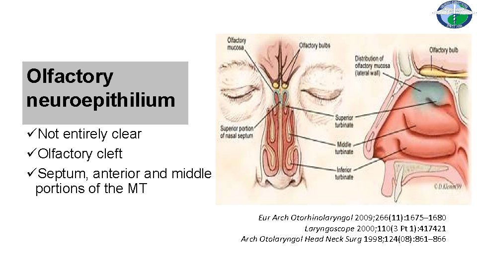 Olfactory neuroepithilium üNot entirely clear üOlfactory cleft üSeptum, anterior and middle portions of the
