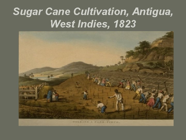 Sugar Cane Cultivation, Antigua, West Indies, 1823 