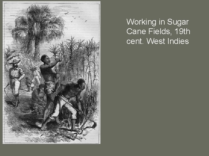 Working in Sugar Cane Fields, 19 th cent. West Indies 