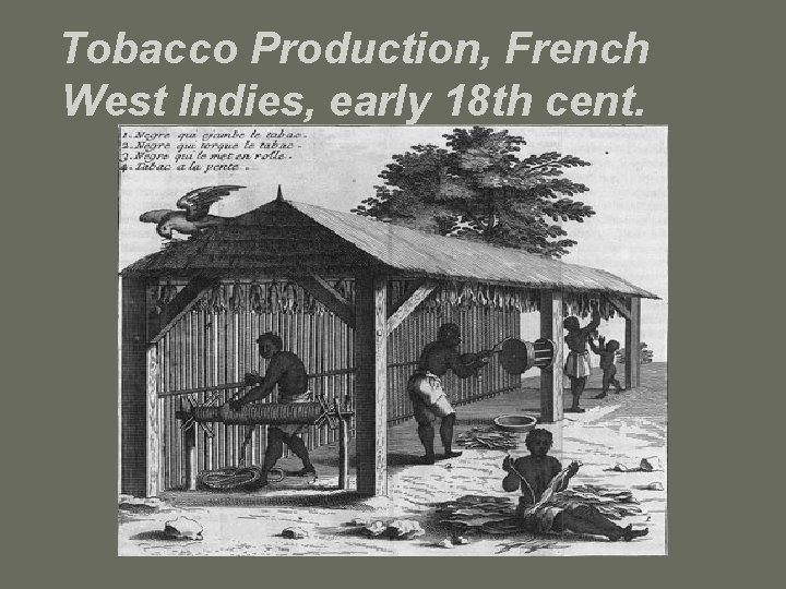 Tobacco Production, French West Indies, early 18 th cent. 