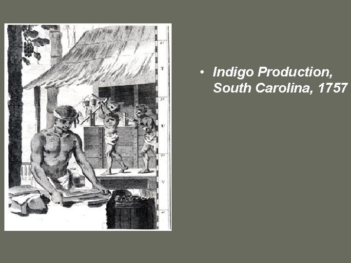  • Indigo Production, South Carolina, 1757 
