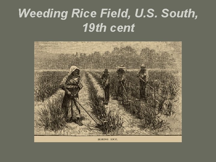 Weeding Rice Field, U. S. South, 19 th cent 