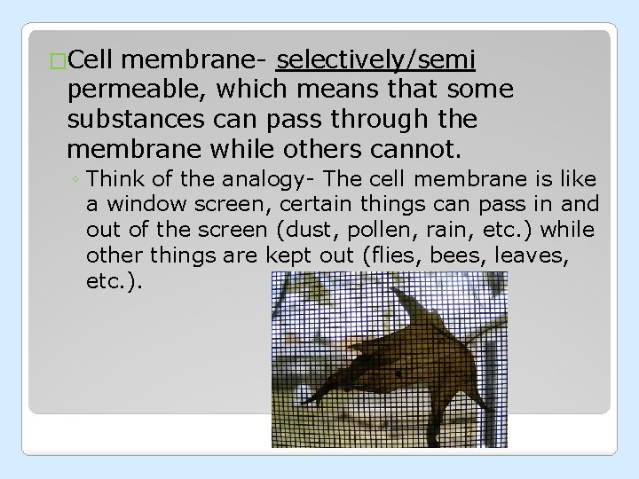 �Cell membrane- selectively/semi permeable, which means that some substances can pass through the membrane