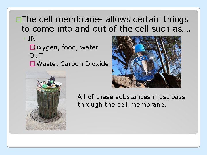 �The cell membrane- allows certain things to come into and out of the cell