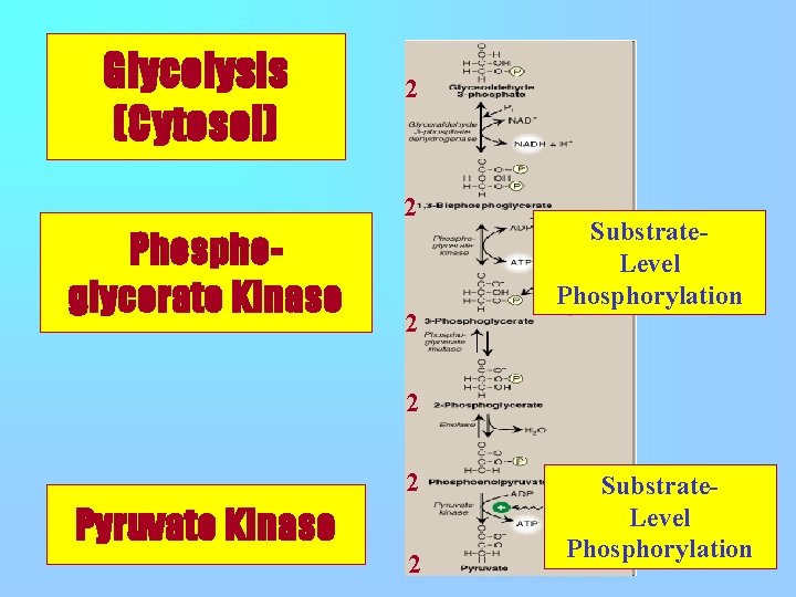 Glycolysis (Cytosol) 2 2 Phosphoglycerate Kinase 2 Substrate. Level Phosphorylation 2 2 Pyruvate Kinase