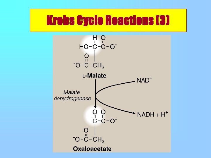 Krebs Cycle Reactions (3) 