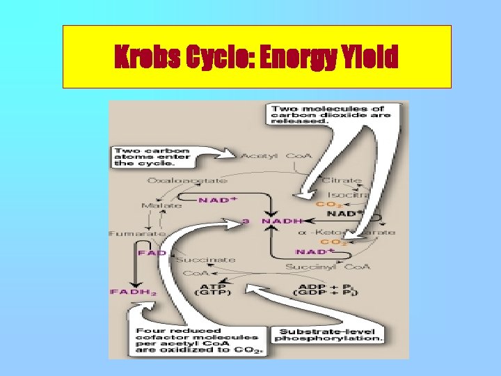 Krebs Cycle: Energy Yield 