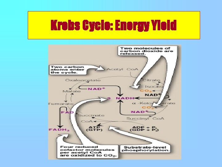 Krebs Cycle: Energy Yield 