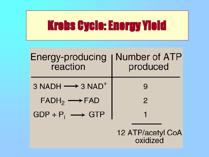 Krebs Cycle: Energy Yield 