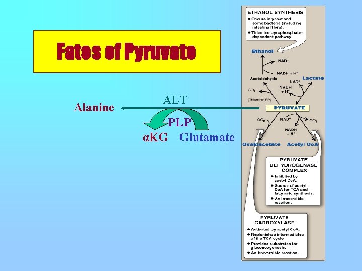Fates of Pyruvate Alanine ALT PLP αKG Glutamate 
