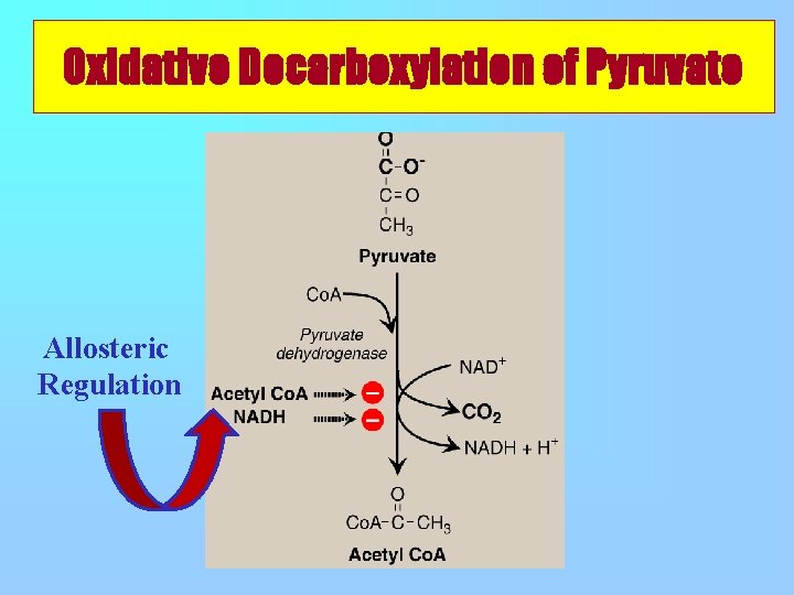 Oxidative Decarboxylation of Pyruvate Allosteric Regulation 
