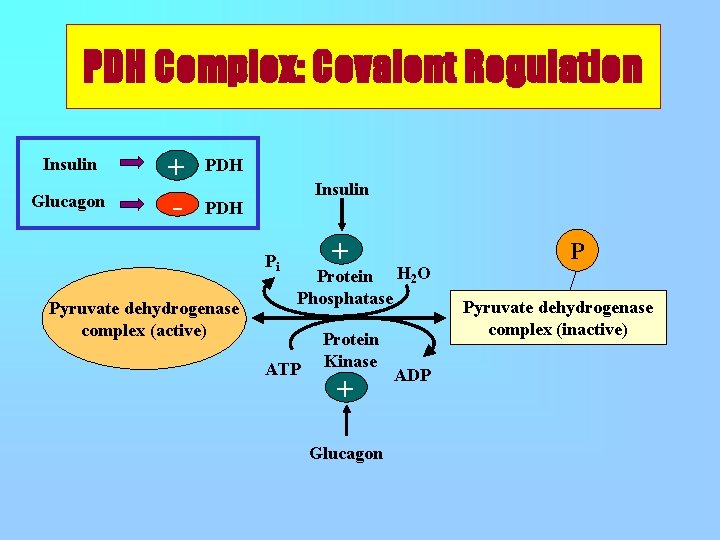 PDH Complex: Covalent Regulation Insulin Glucagon + - PDH Insulin PDH Pi Pyruvate dehydrogenase