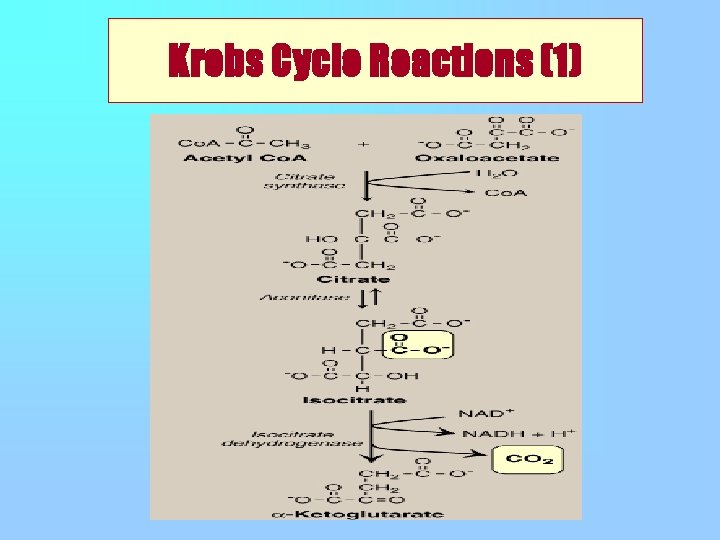 Krebs Cycle Reactions (1) 