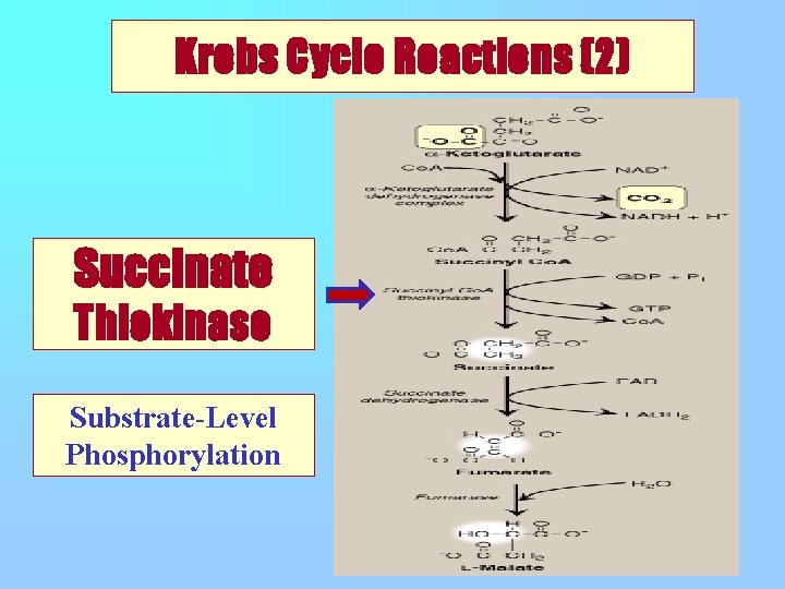 Krebs Cycle Reactions (2) Succinate Thiokinase Substrate-Level Phosphorylation 