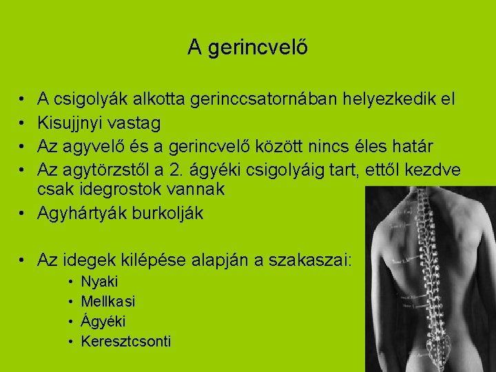 A gerincvelő • • A csigolyák alkotta gerinccsatornában helyezkedik el Kisujjnyi vastag Az agyvelő