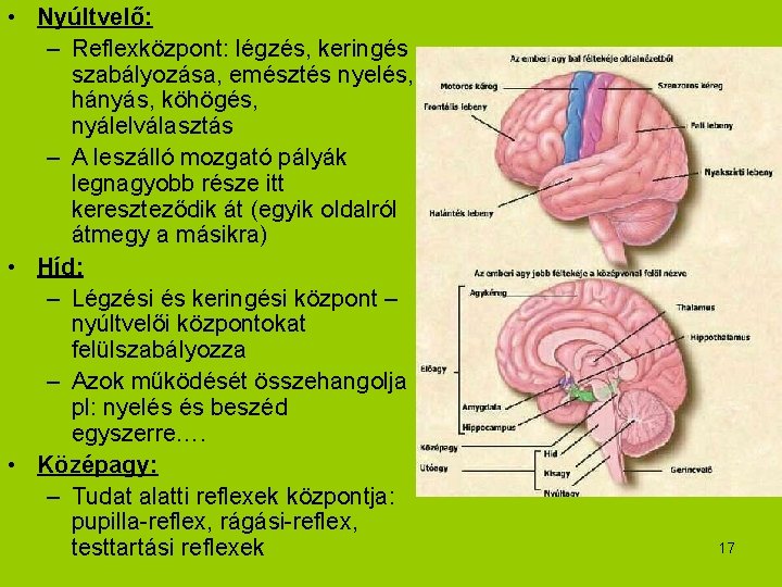  • Nyúltvelő: – Reflexközpont: légzés, keringés szabályozása, emésztés nyelés, hányás, köhögés, nyálelválasztás –